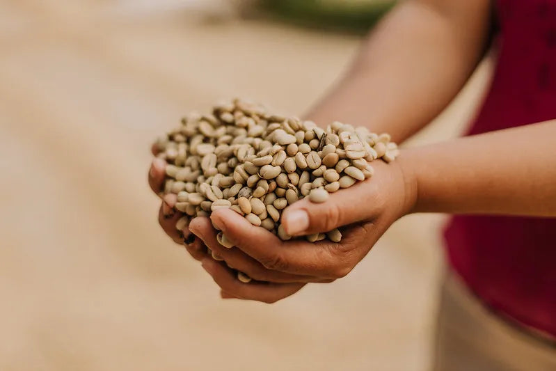 Hands holding a handful of coffee beans with a blurred background